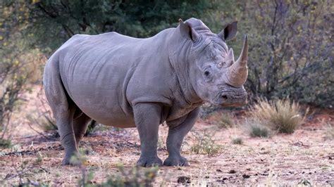 biggest rhino ever recorded|largest rhino ever recorded.